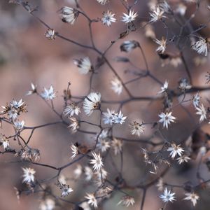 Preview wallpaper plant, branches, dry, macro, blur