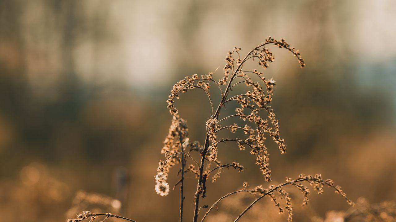 Wallpaper plant, branches, dry, macro, autumn, blur