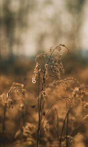 Preview wallpaper plant, branches, dry, macro, autumn, blur