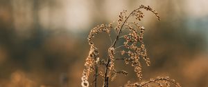 Preview wallpaper plant, branches, dry, macro, autumn, blur