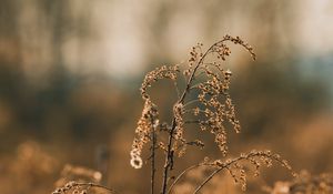 Preview wallpaper plant, branches, dry, macro, autumn, blur