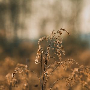 Preview wallpaper plant, branches, dry, macro, autumn, blur