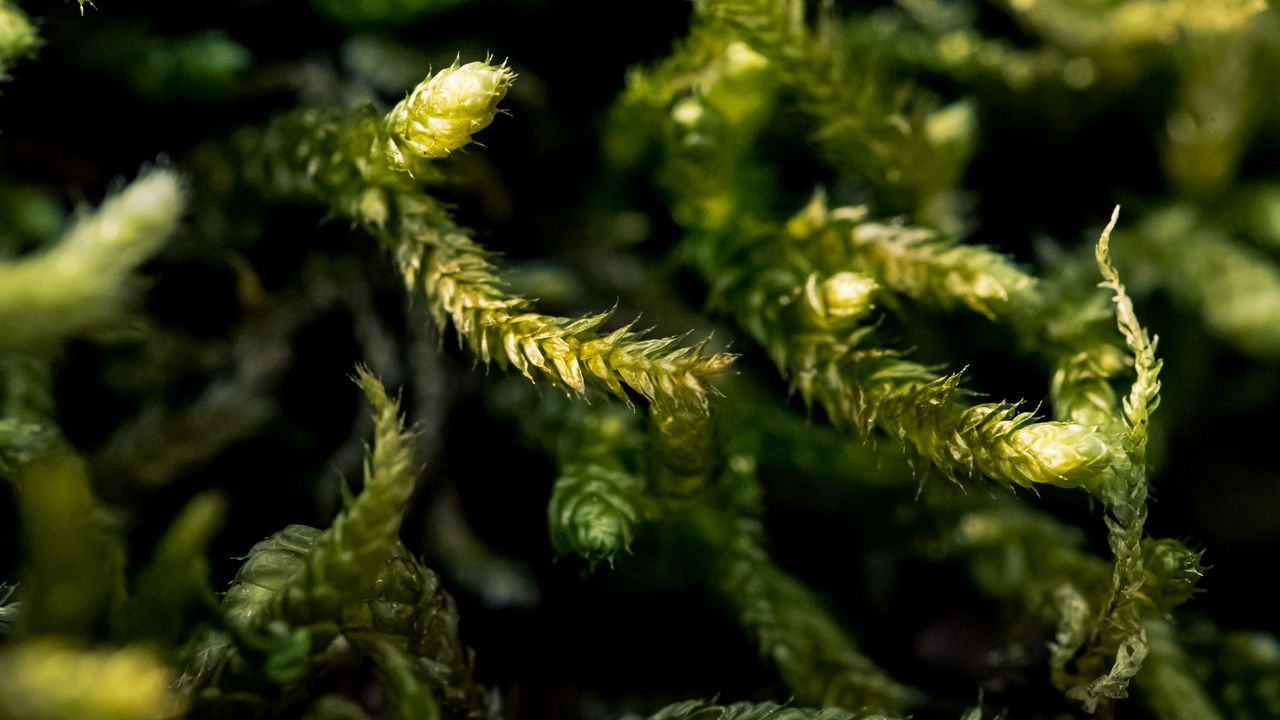 Wallpaper plant, branches, green, macro