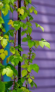 Preview wallpaper plant, branches, ivy, green, macro