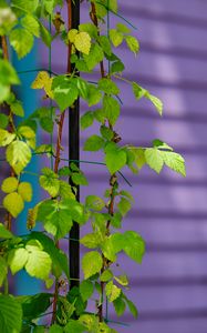 Preview wallpaper plant, branches, ivy, green, macro