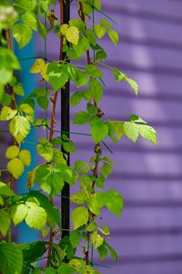 Preview wallpaper plant, branches, ivy, green, macro