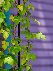 Preview wallpaper plant, branches, ivy, green, macro