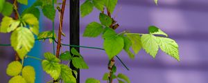 Preview wallpaper plant, branches, ivy, green, macro