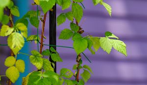 Preview wallpaper plant, branches, ivy, green, macro