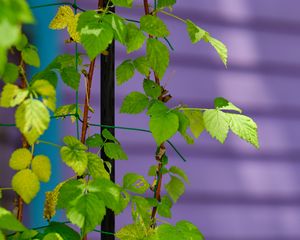 Preview wallpaper plant, branches, ivy, green, macro