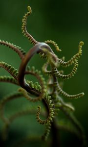 Preview wallpaper plant, branches, leaves, blur
