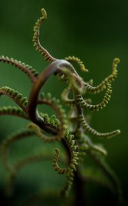 Preview wallpaper plant, branches, leaves, blur