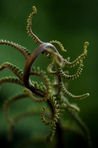 Preview wallpaper plant, branches, leaves, blur