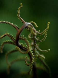 Preview wallpaper plant, branches, leaves, blur