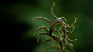 Preview wallpaper plant, branches, leaves, blur