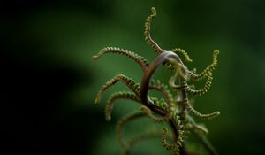 Preview wallpaper plant, branches, leaves, blur