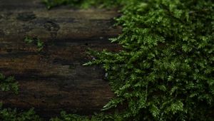 Preview wallpaper plant, branches, leaves, tree