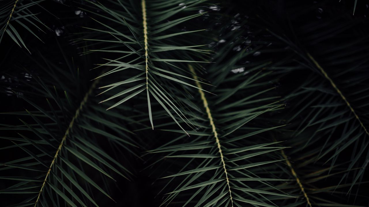 Wallpaper plant, branches, leaves, bush