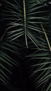 Preview wallpaper plant, branches, leaves, bush