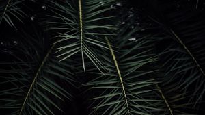 Preview wallpaper plant, branches, leaves, bush