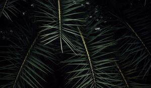 Preview wallpaper plant, branches, leaves, bush