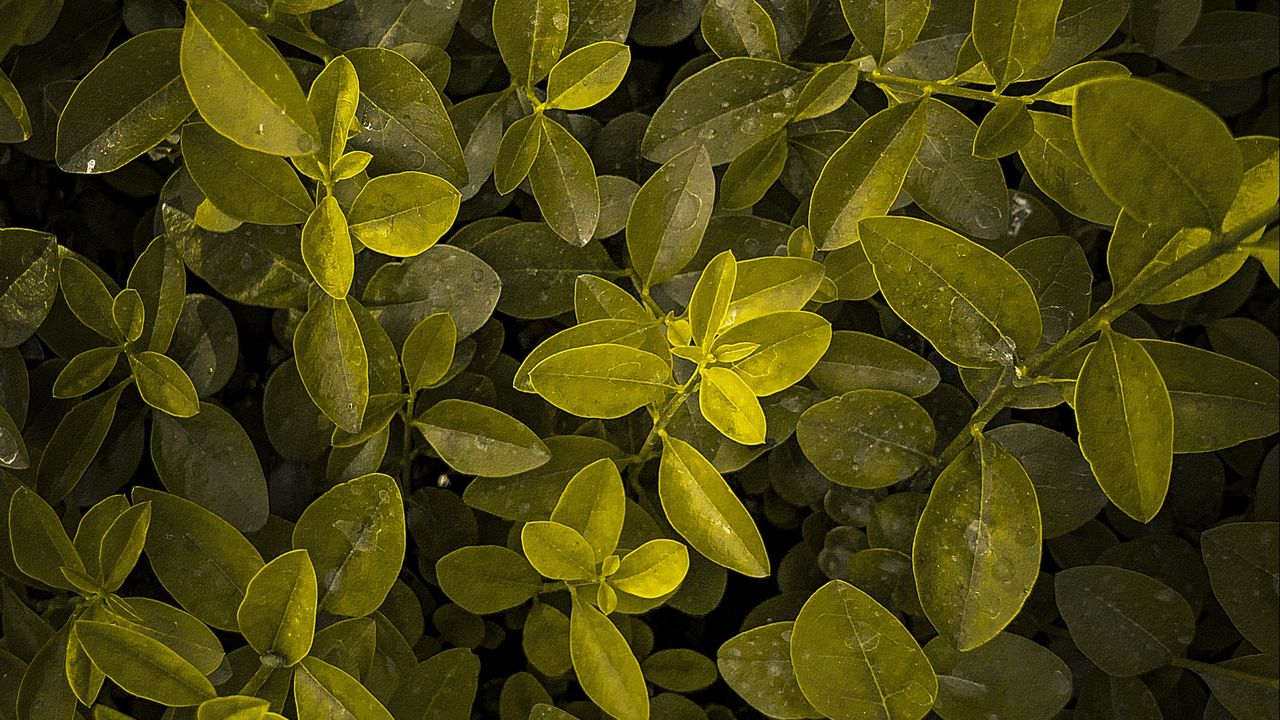 Wallpaper plant, branches, leaves, green