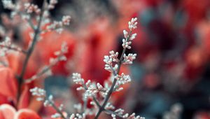 Preview wallpaper plant, branches, leaves, macro