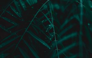 Preview wallpaper plant, branches, leaves, drops, macro, green