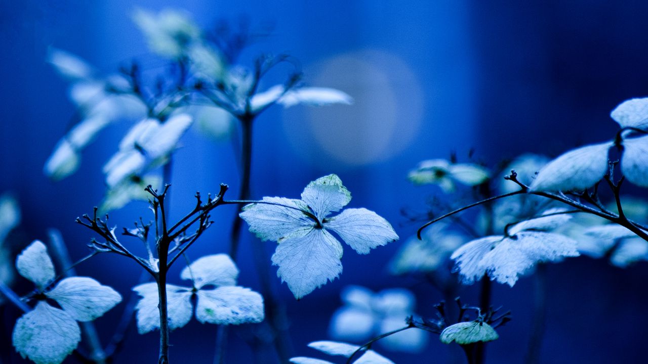 Wallpaper plant, branches, leaves, lighting, background, blue