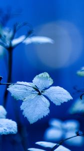 Preview wallpaper plant, branches, leaves, lighting, background, blue