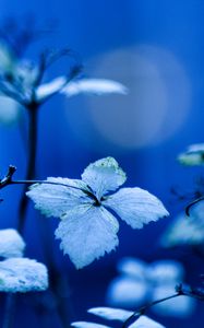 Preview wallpaper plant, branches, leaves, lighting, background, blue