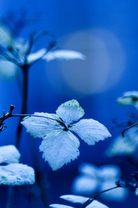 Preview wallpaper plant, branches, leaves, lighting, background, blue