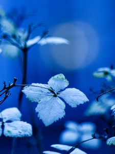 Preview wallpaper plant, branches, leaves, lighting, background, blue