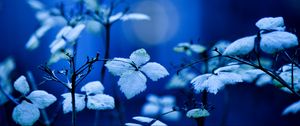 Preview wallpaper plant, branches, leaves, lighting, background, blue