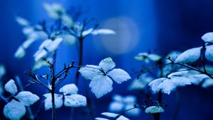 Preview wallpaper plant, branches, leaves, lighting, background, blue