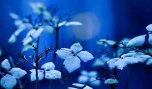 Preview wallpaper plant, branches, leaves, lighting, background, blue