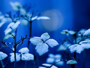 Preview wallpaper plant, branches, leaves, lighting, background, blue