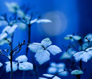 Preview wallpaper plant, branches, leaves, lighting, background, blue