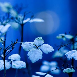 Preview wallpaper plant, branches, leaves, lighting, background, blue