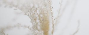 Preview wallpaper plant, branches, macro, white