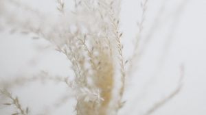 Preview wallpaper plant, branches, macro, white