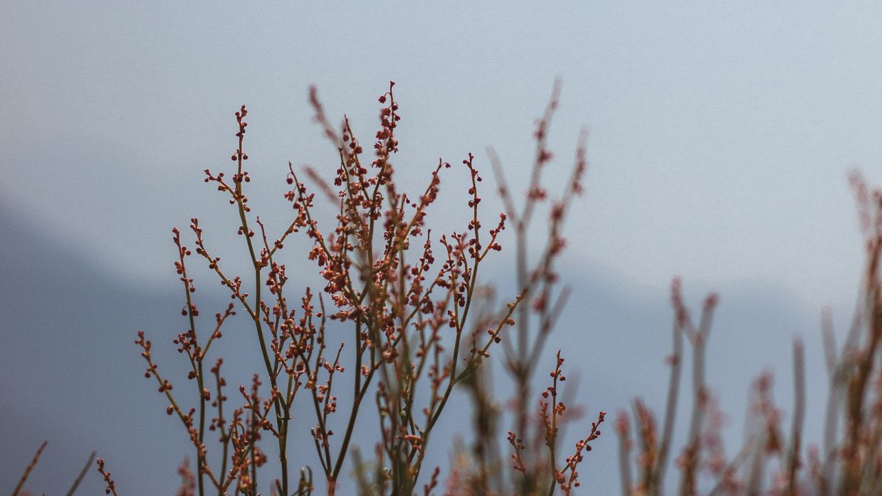 Wallpaper plant, branches, nature, macro