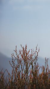 Preview wallpaper plant, branches, nature, macro