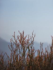 Preview wallpaper plant, branches, nature, macro
