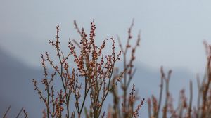 Preview wallpaper plant, branches, nature, macro