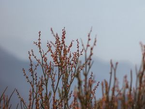 Preview wallpaper plant, branches, nature, macro