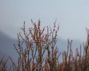 Preview wallpaper plant, branches, nature, macro