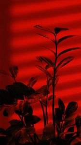 Preview wallpaper plant, branches, red, dark