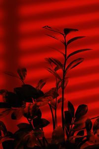Preview wallpaper plant, branches, red, dark