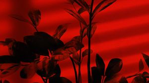 Preview wallpaper plant, branches, red, dark